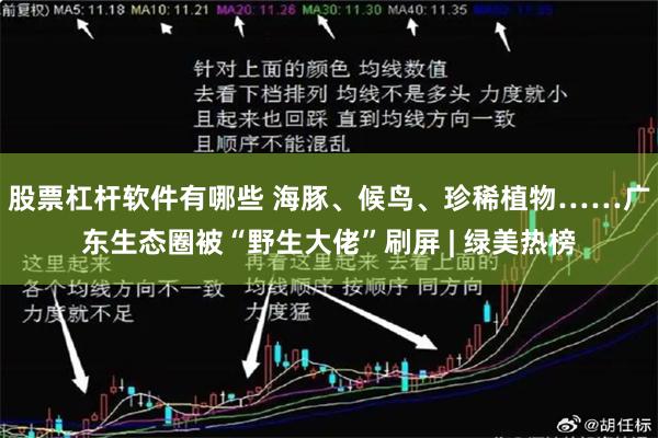 股票杠杆软件有哪些 海豚、候鸟、珍稀植物……广东生态圈被“野生大佬”刷屏 | 绿美热榜