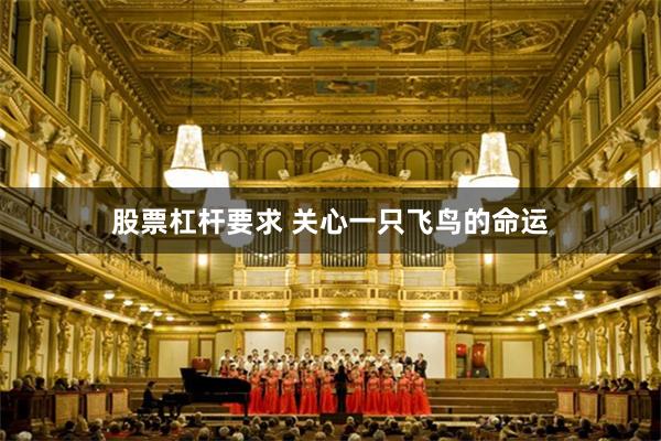 股票杠杆要求 关心一只飞鸟的命运